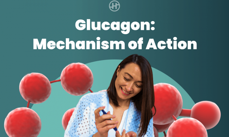 glucagon-mechanism-of-action:-key-to-blood-sugar-control